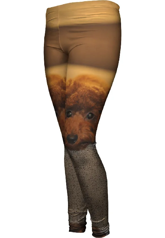 Soft Comfort Chocolate Toy Poodle Stare