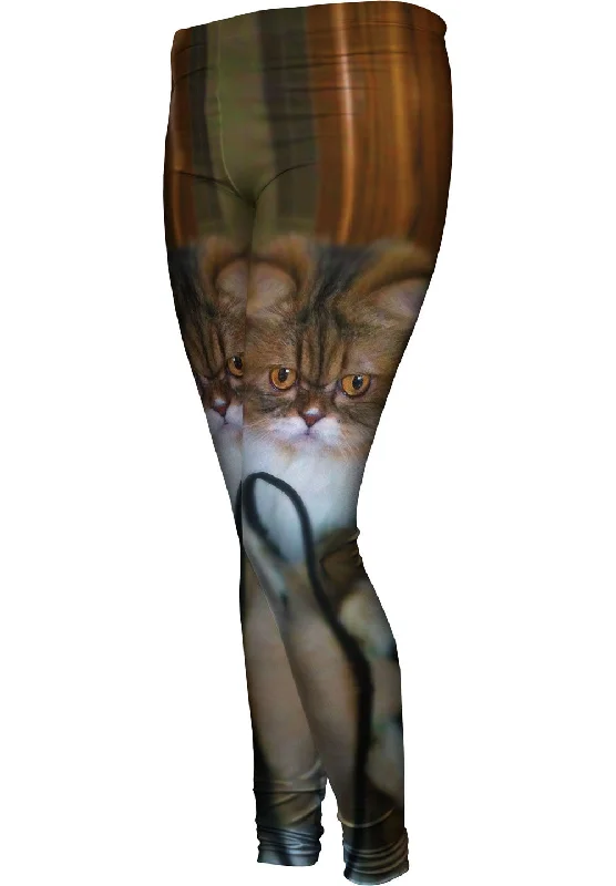 Cool Breeze At Night Fall Soft Kitty Cat