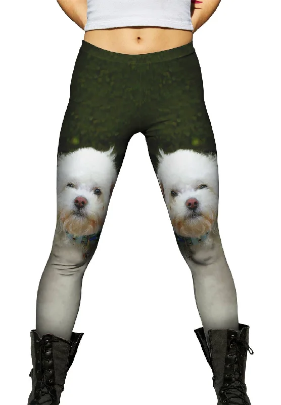 Comfortable And Versatile Little White Poodle