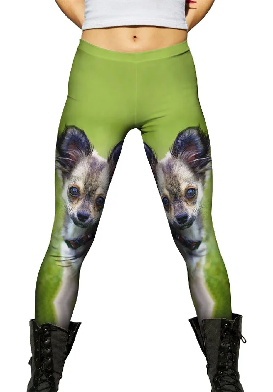 Casual Chic Longhaired Chihuahua