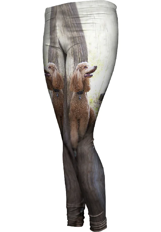 Elegant Wear Poodle Up A Tree